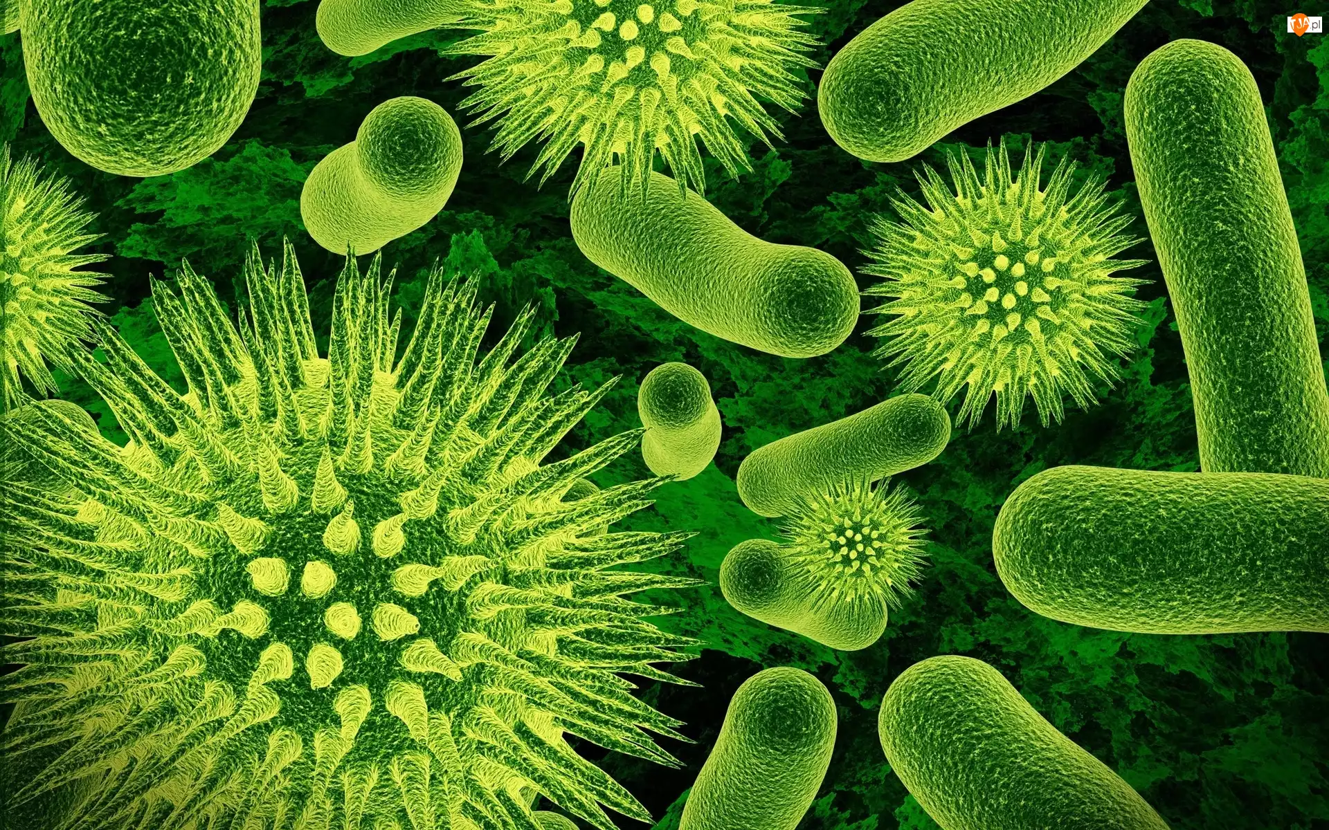 Bakterie, Mikroskopowy, Zieleń, Obraz
