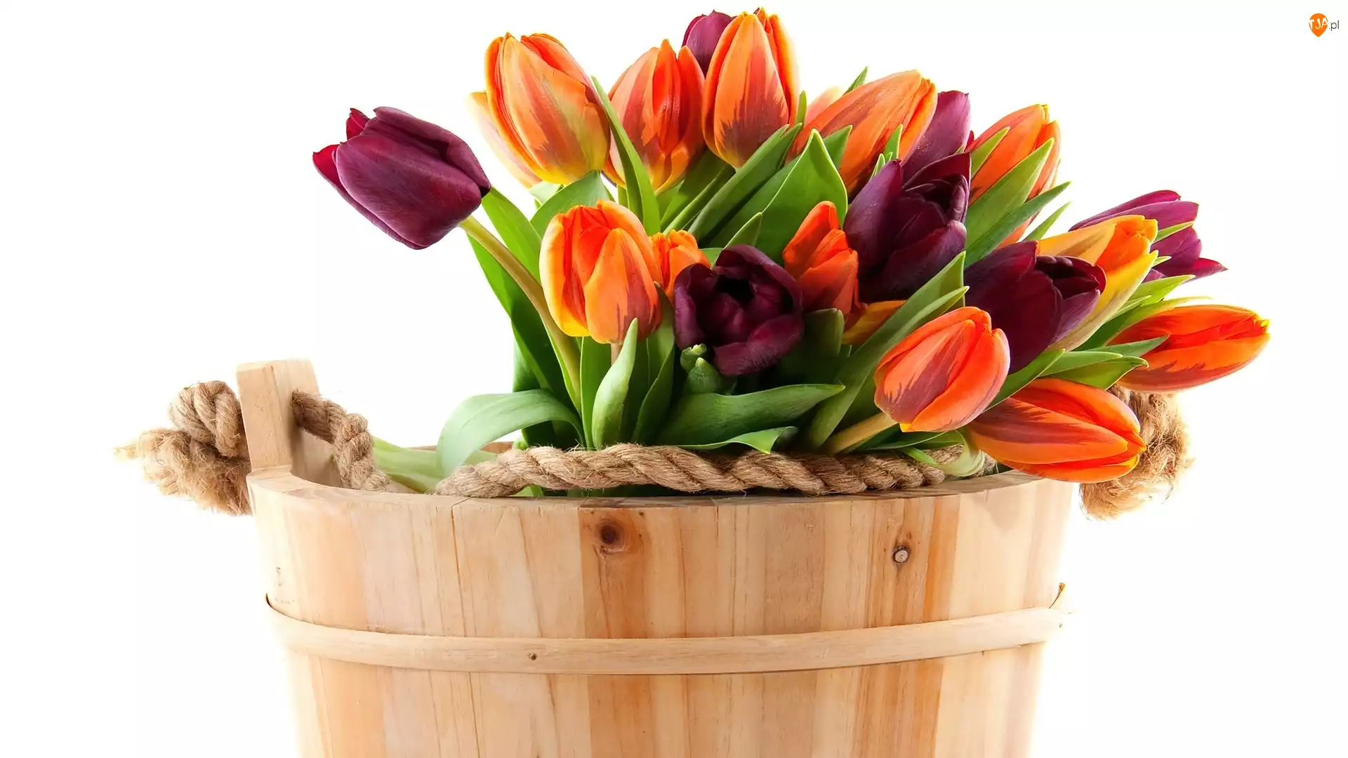 Tulipany, Drewniany, Ceberek