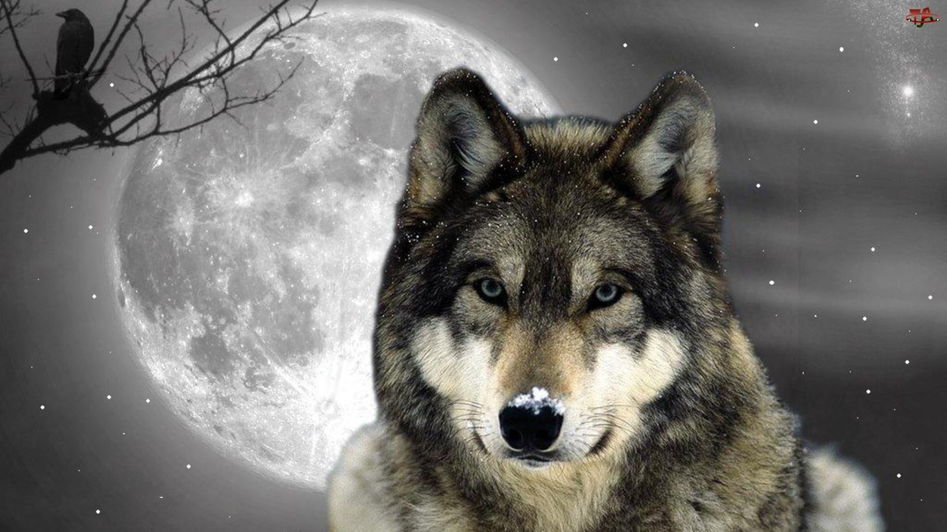Noc, Wilk, Księżyc
