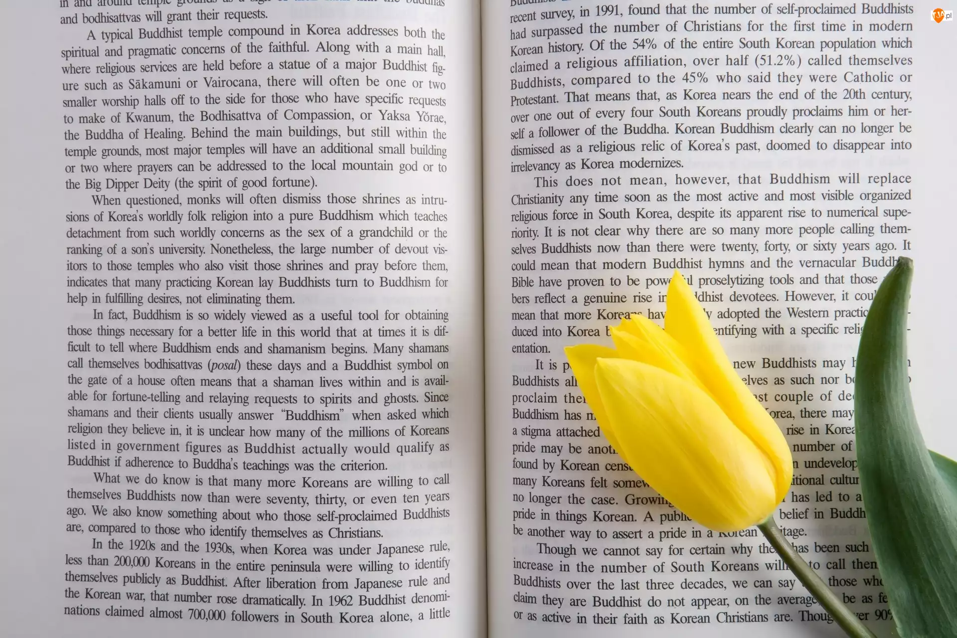 Tulipan, Rozłożona, Tekst, Książka, Żółty