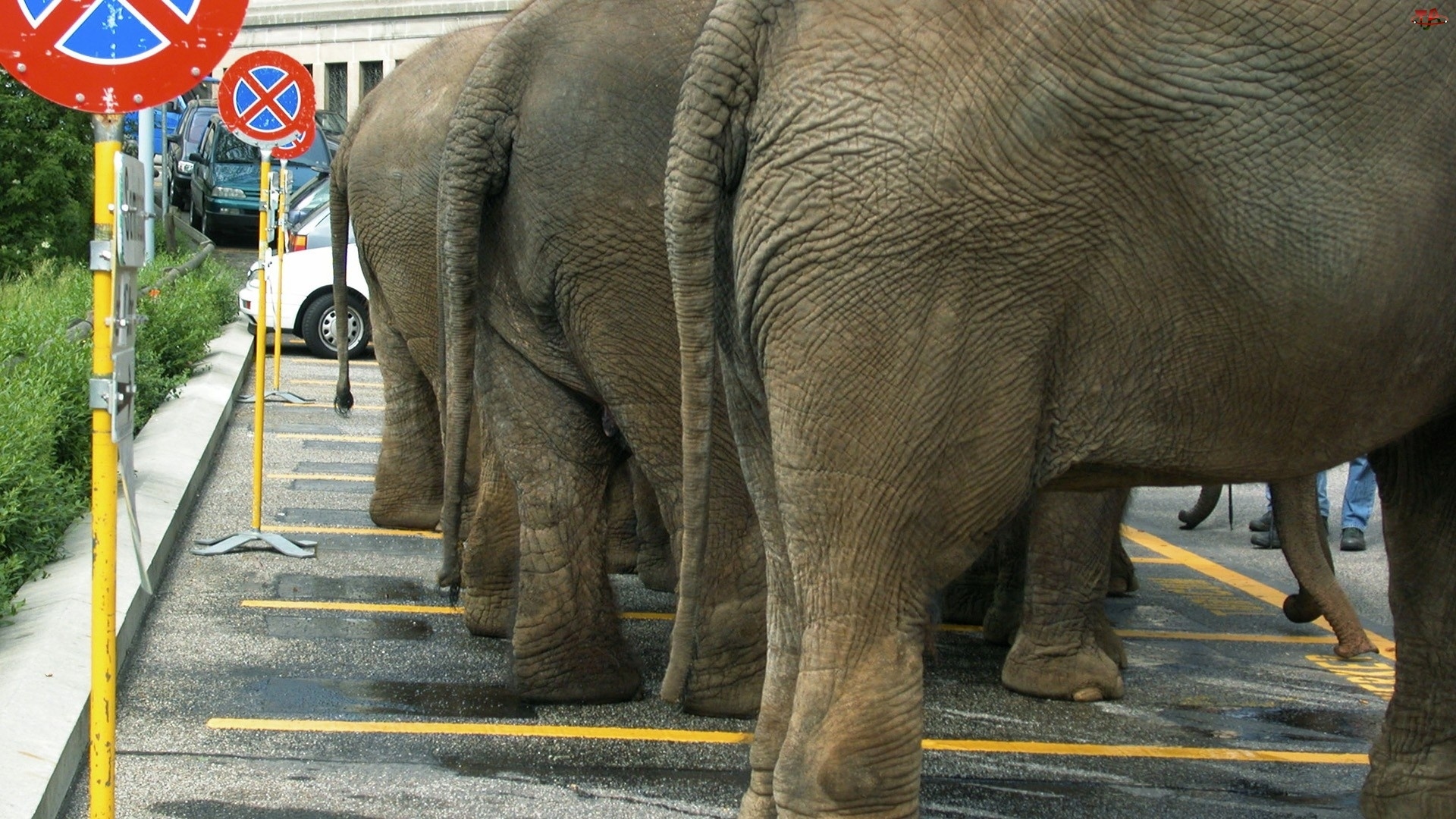 Parking, Słonie