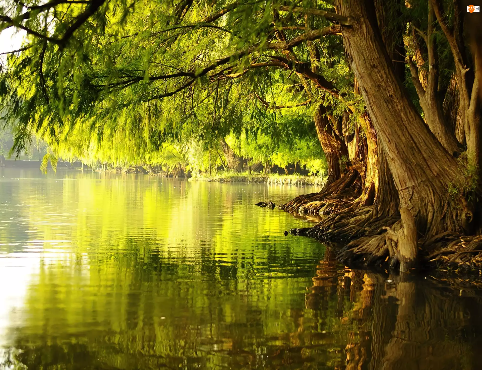 Jezioro, Stare, Drzewa