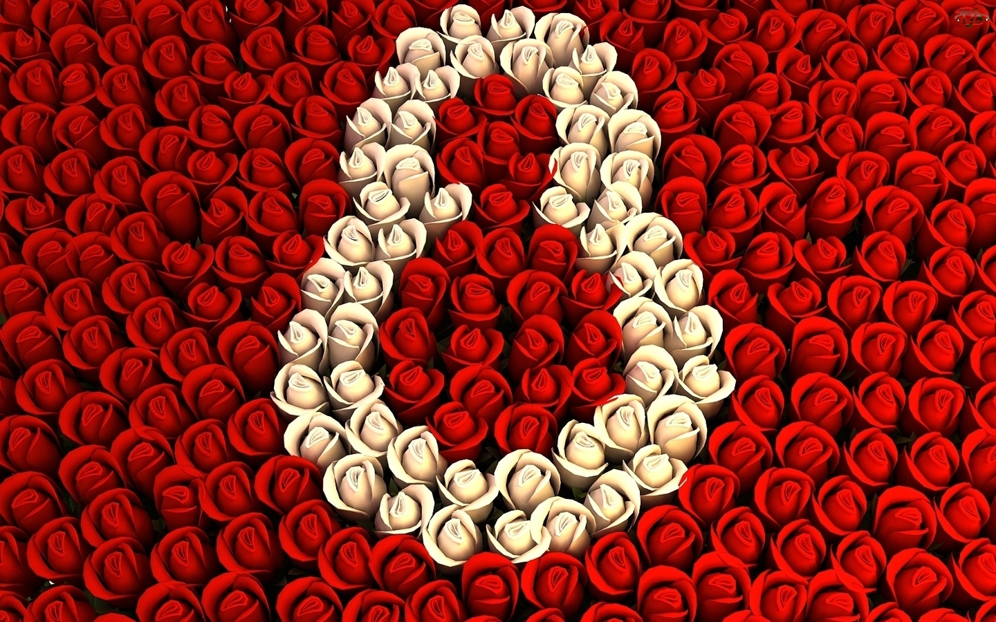 Kobiet, Biało, Róże, Czerwone, Dzień