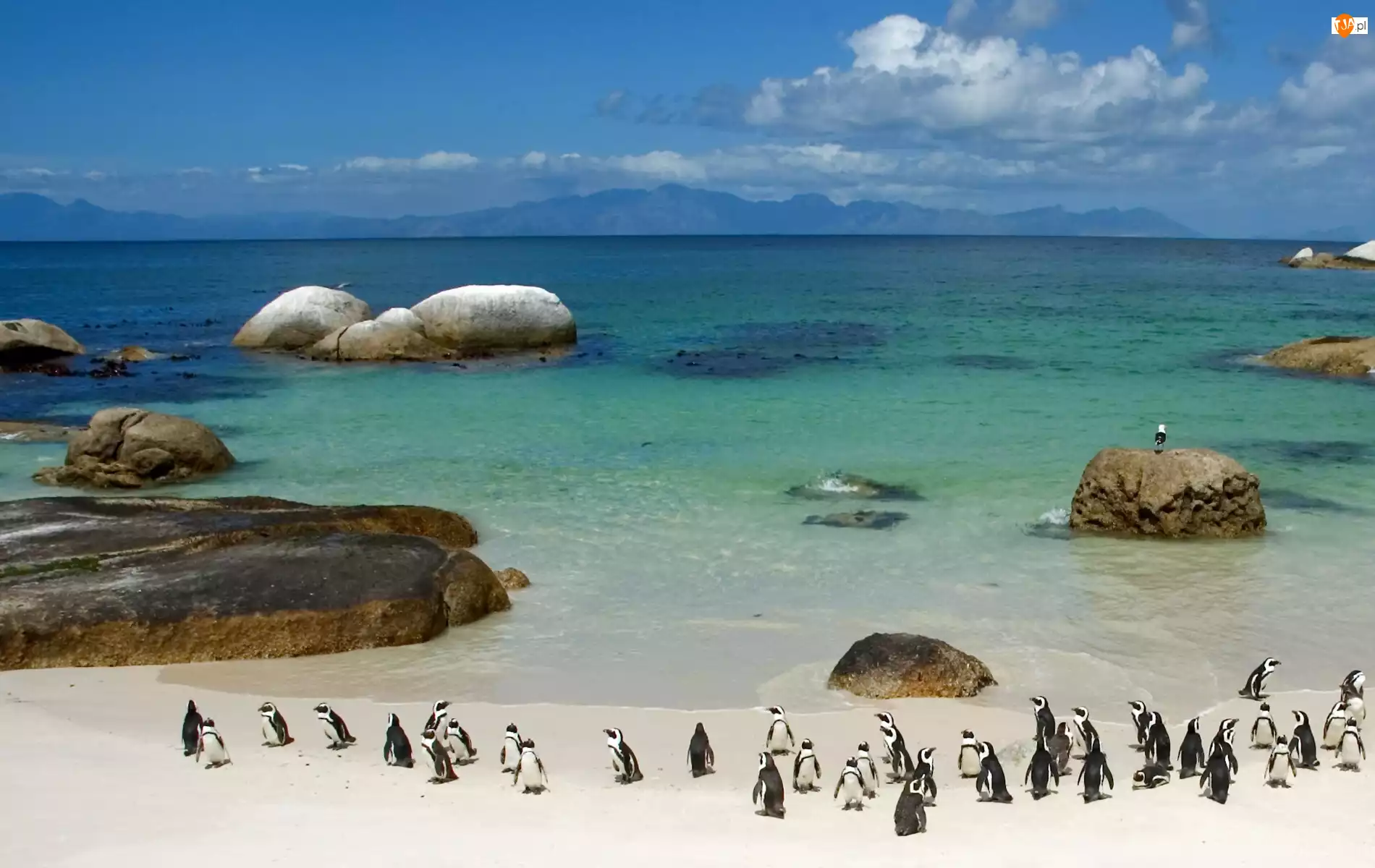 Pingwiny, Plaża, Morze