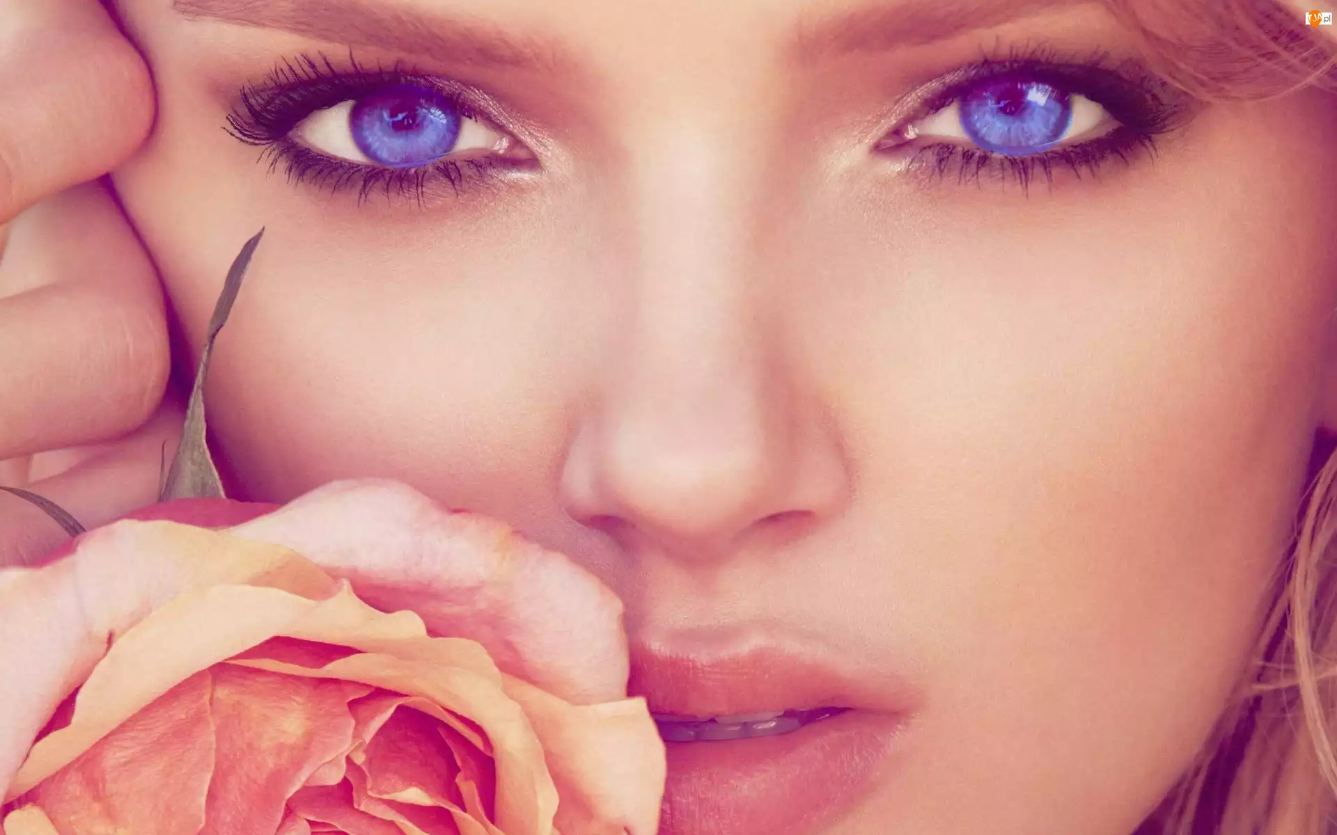Kobieta, Oczy, Róża, Niebieskie