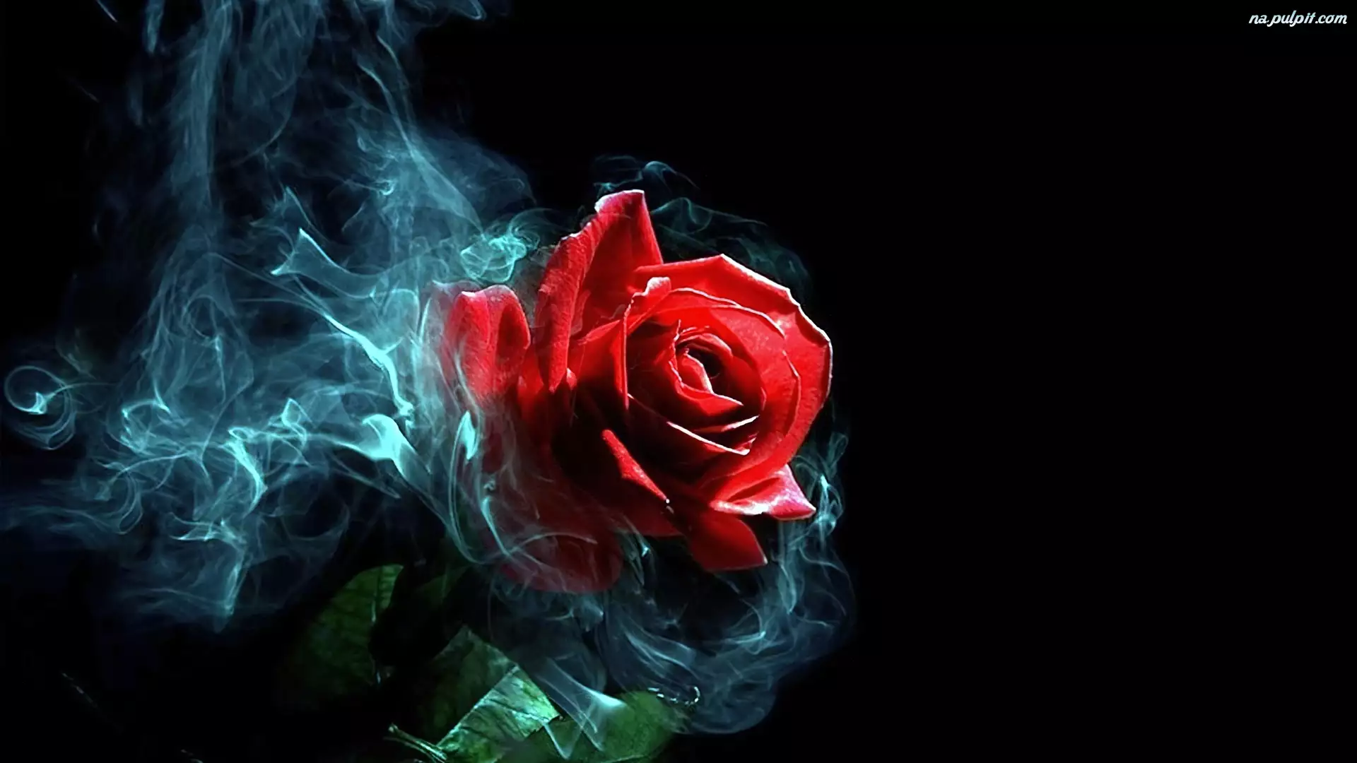 Dym, Czerwona, Róża
