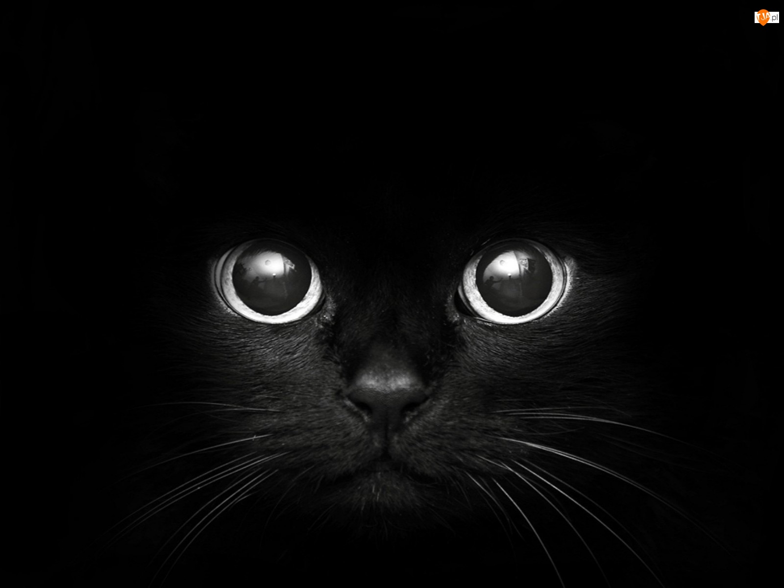 Kot, Czarny