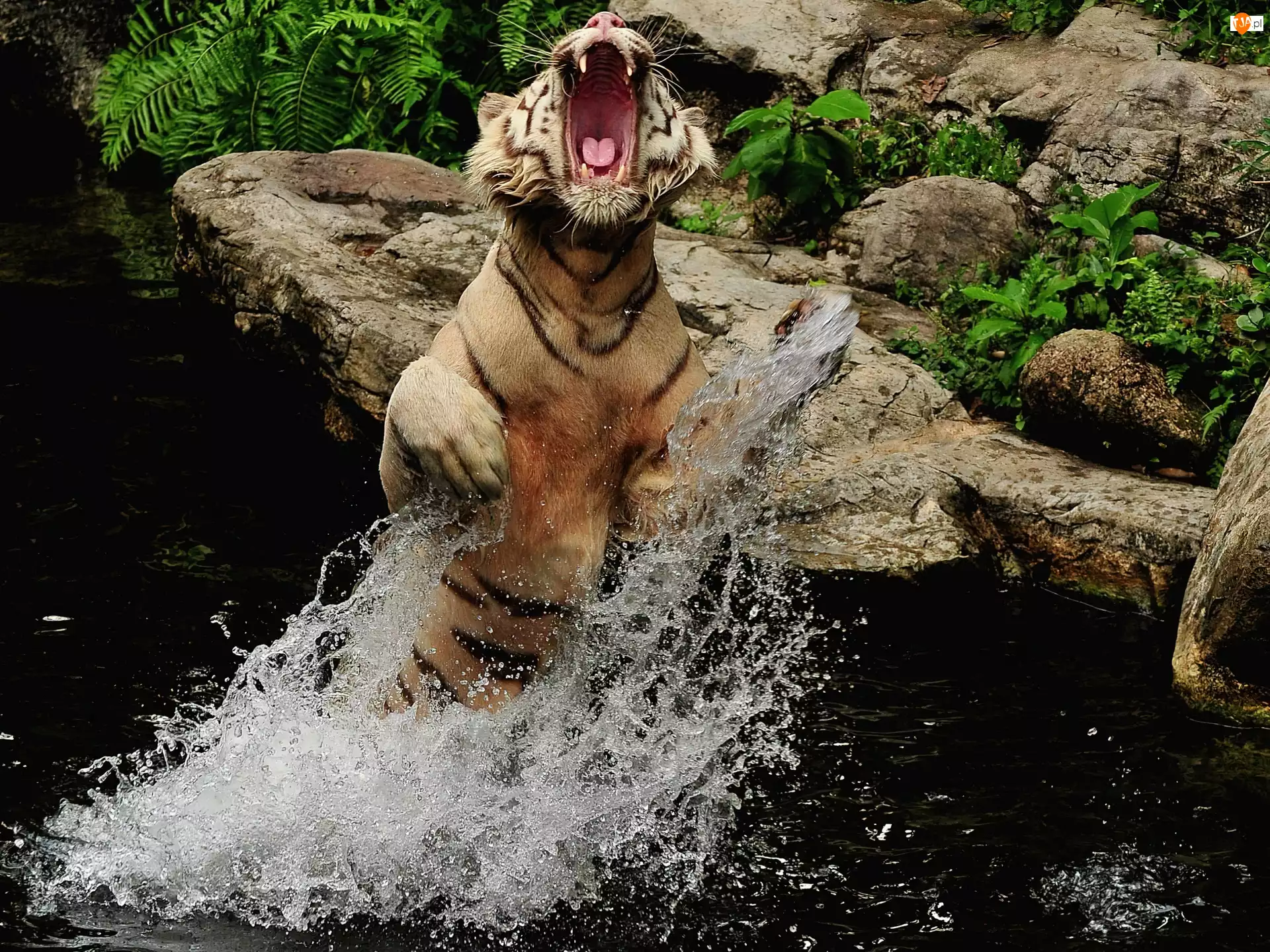 Tygrys Bengalski, Woda, Paszcza, Skały