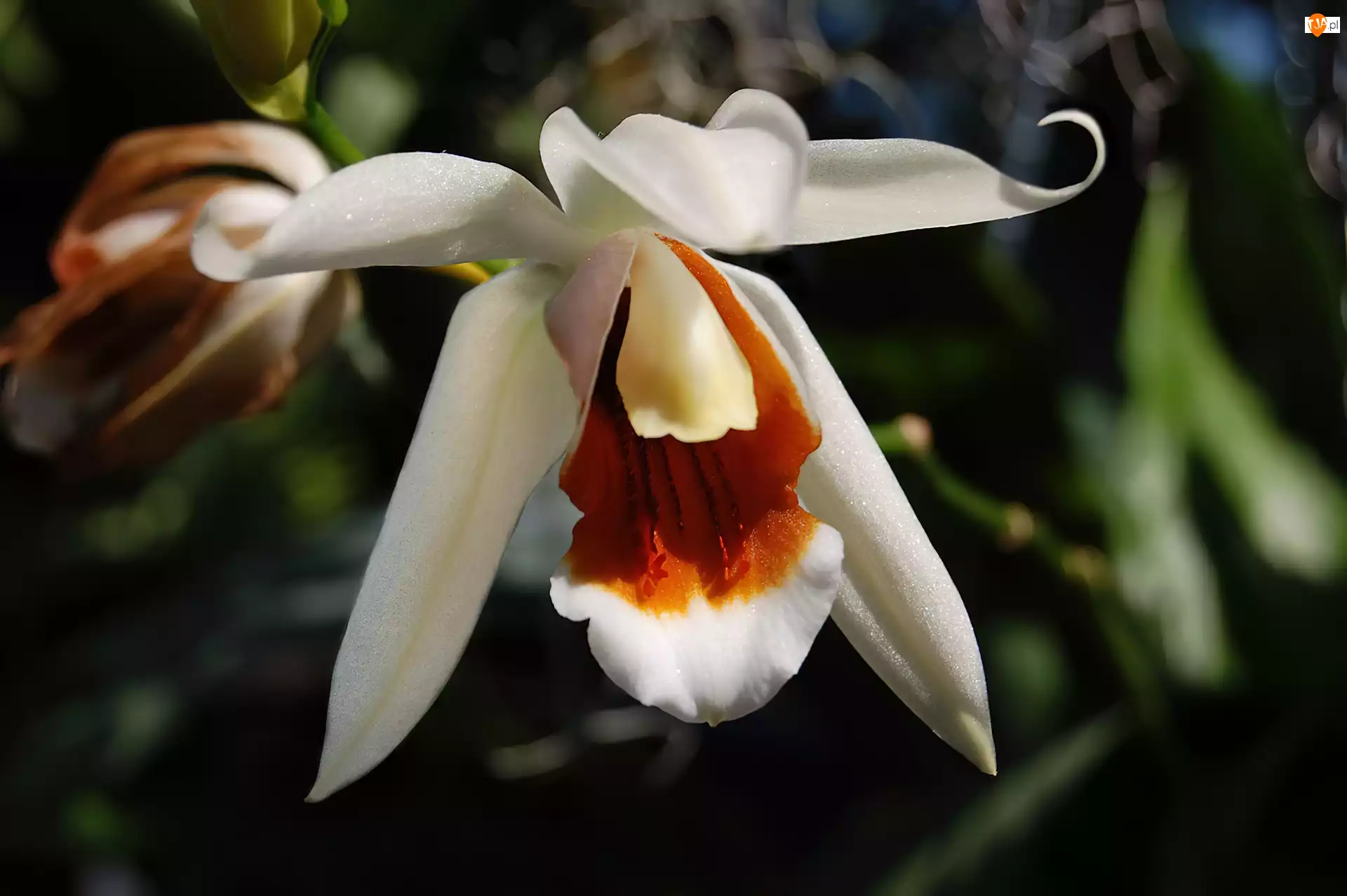 Liście, Orchidea, Biała