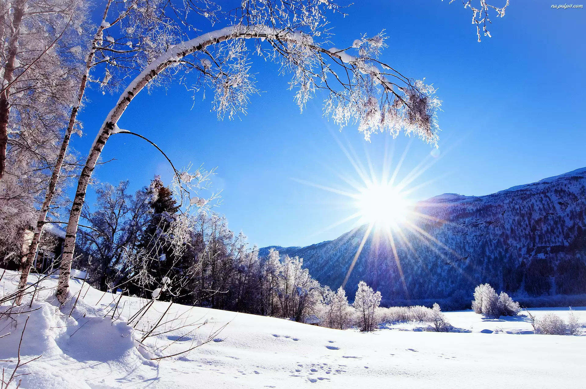 Słońce, Zima, Drzewa