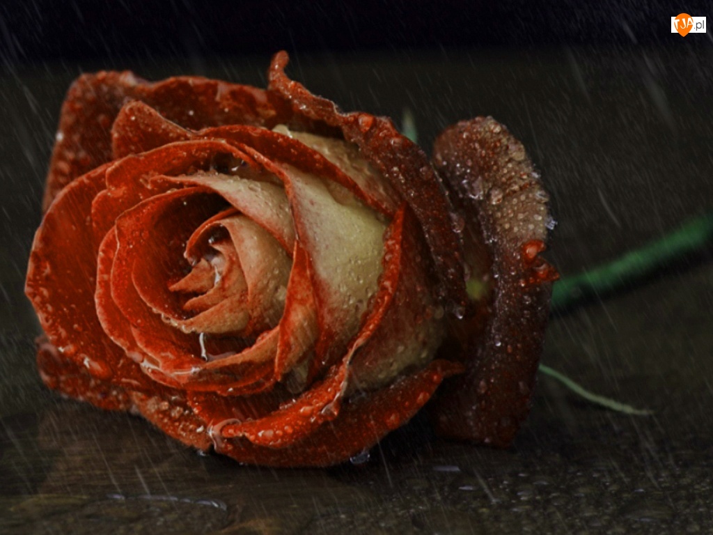Deszcz, Ścięta, Róża