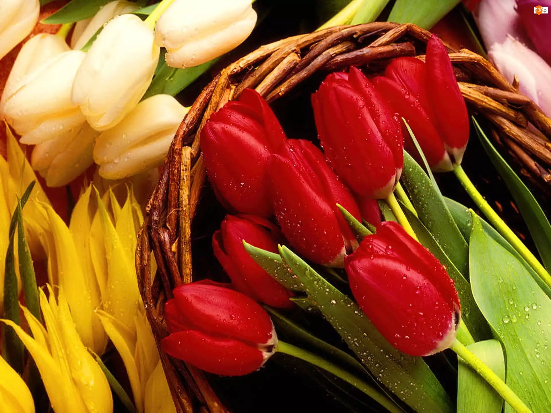 Tulipany, Wiklinowy, Kosz, Kolorowe