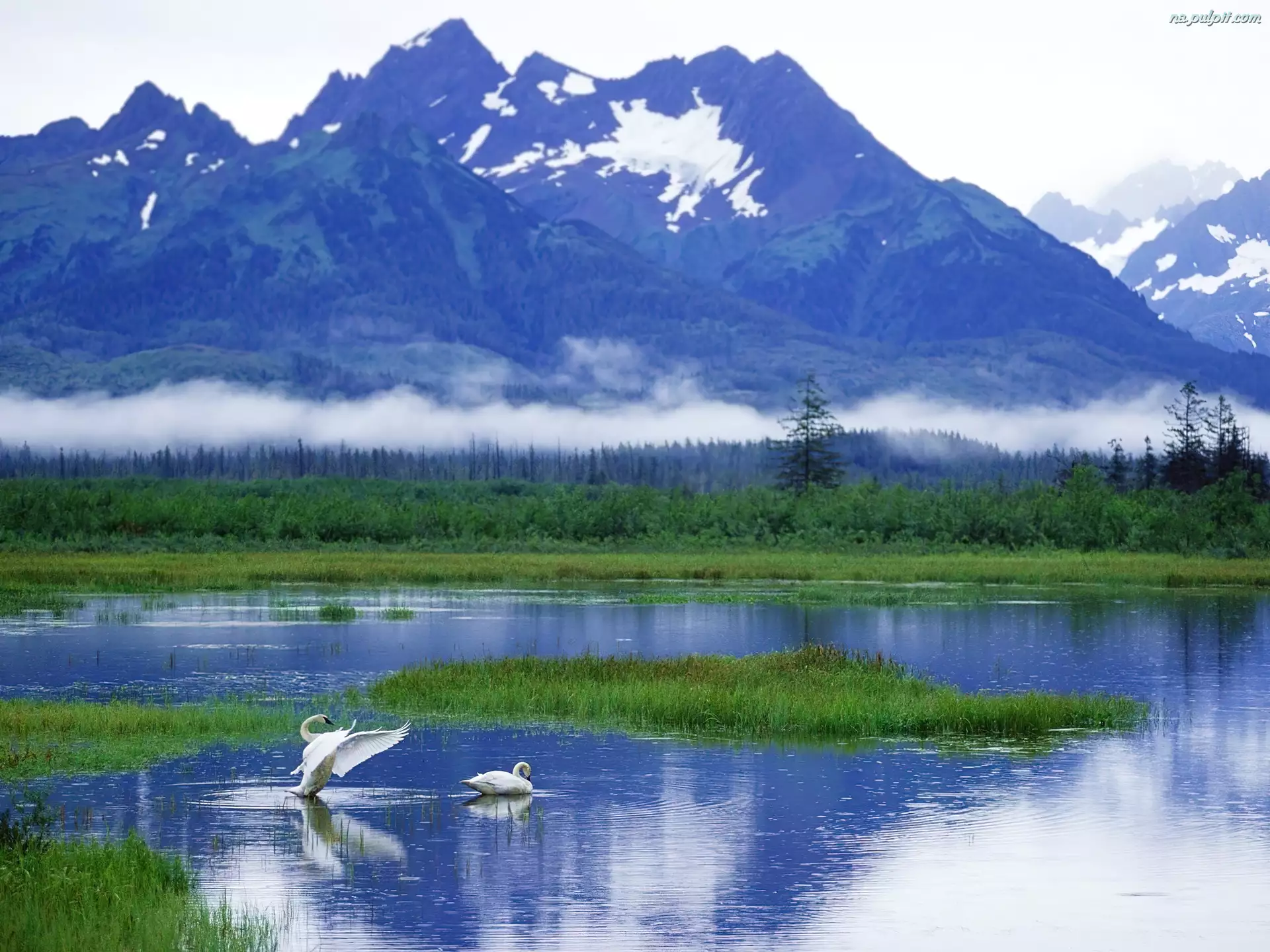 Góry, Alaska, Jezioro, Łabędzie