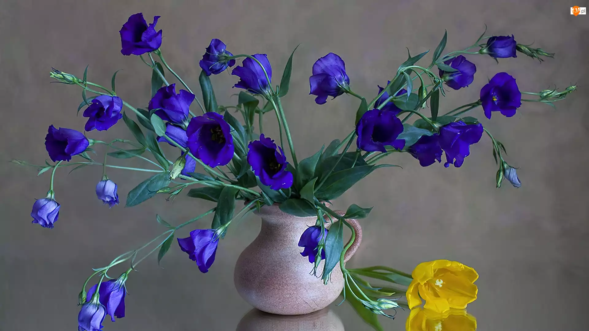 Tulipan, Niebieskie, Kwiaty, Żółty