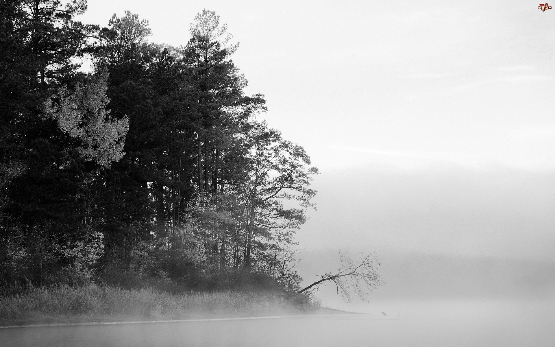 Jezioro, Drzewa, Las, Mgła