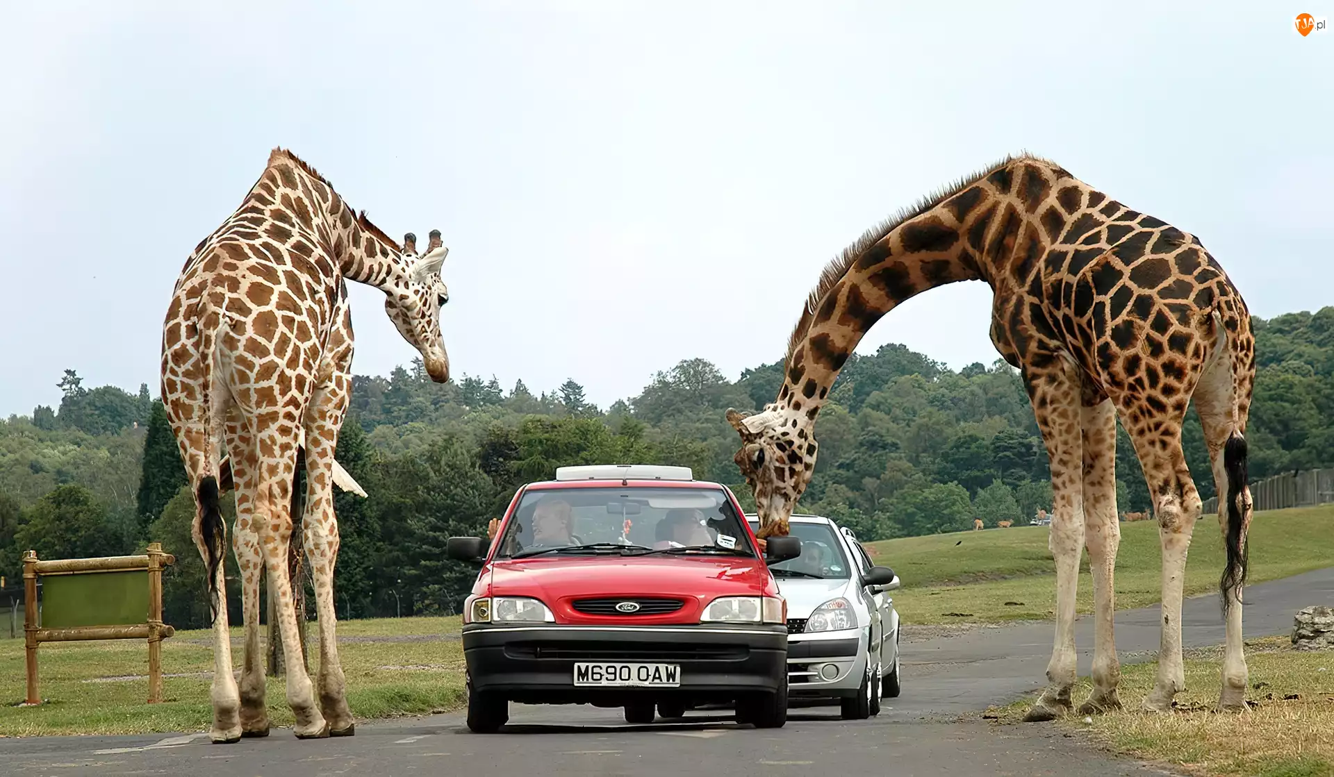 Safari, Żyrafy, Samochody