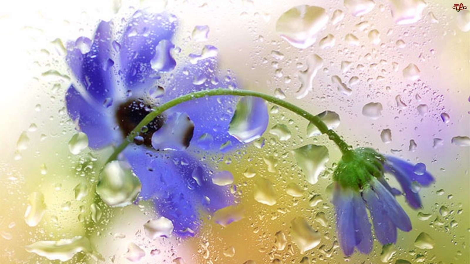Niebieskie, Deszczu, Kwiaty, Krople