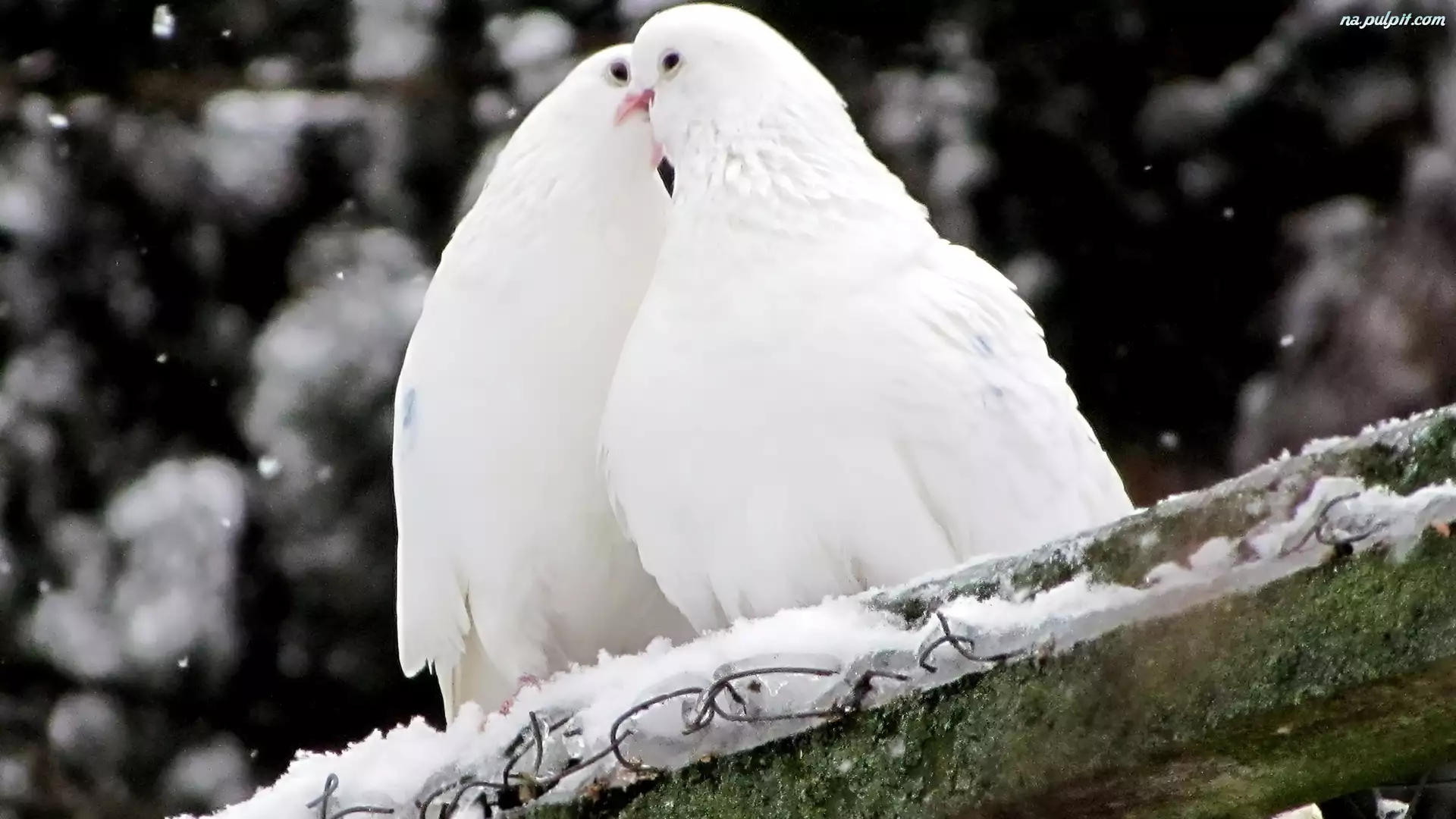 Śnieg, Dwa, Białe, Gołębie