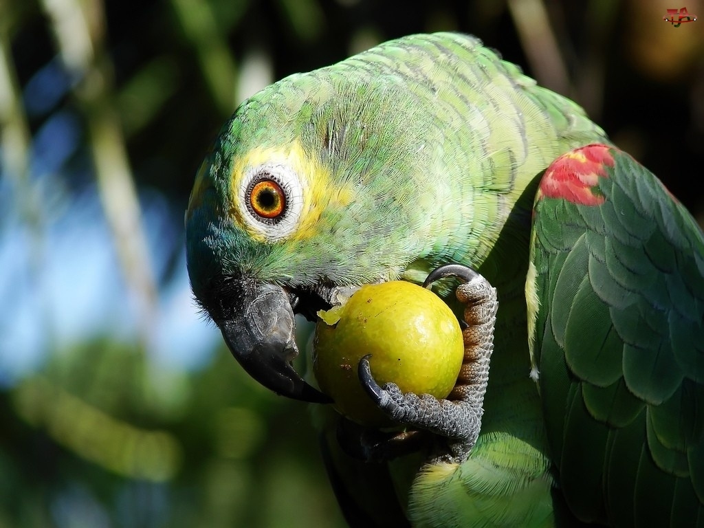 Owoc, Papuga