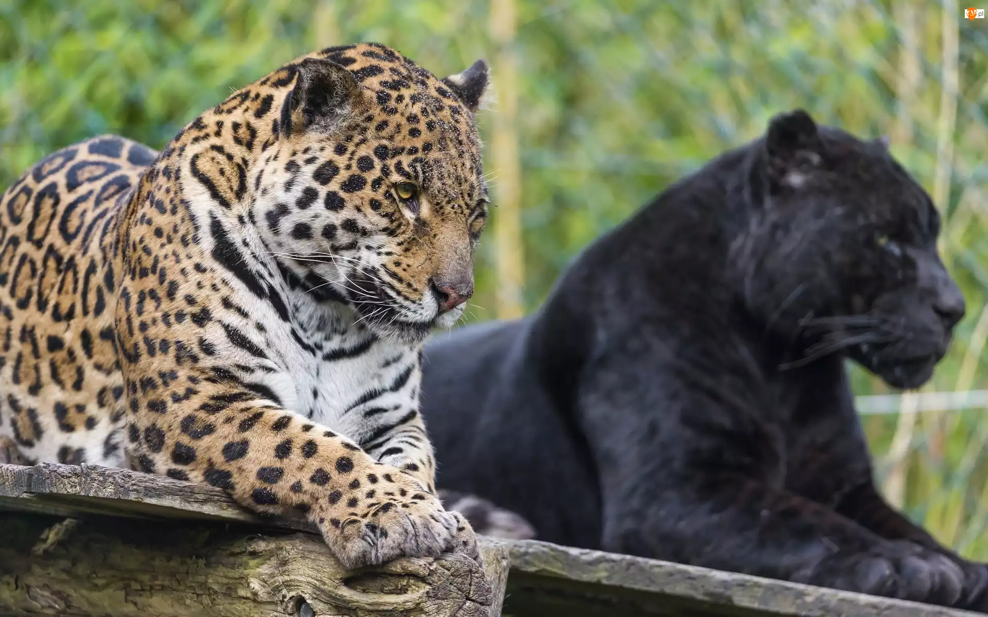 Het strand Korting verzoek Jaguar, Zoo, Czarna, Pantera