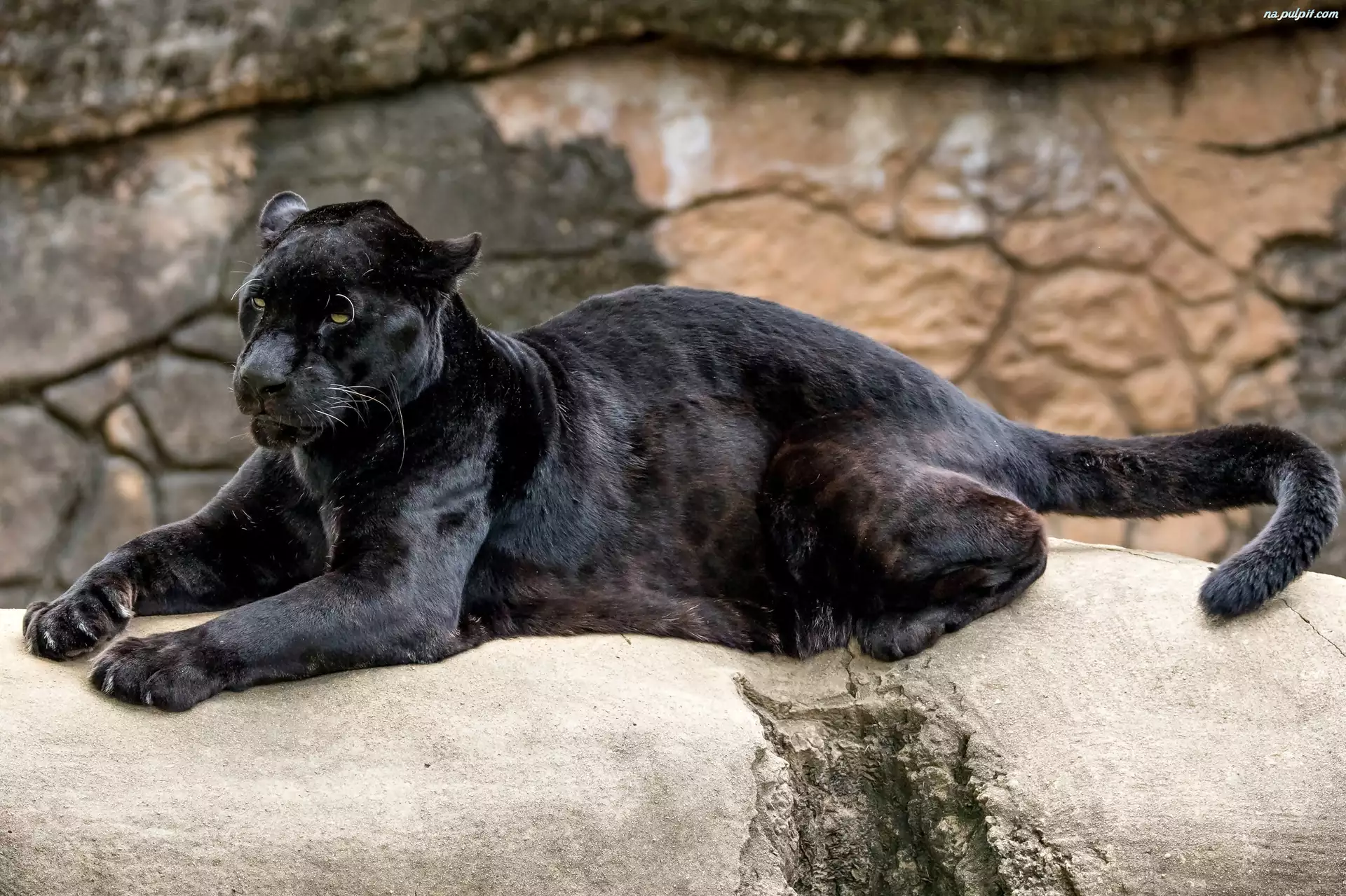 Cataract Gewoon labyrint Czarny, Jaguar